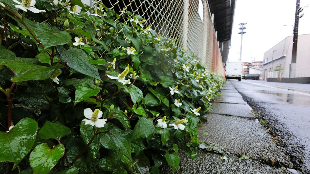 犬の日常_174