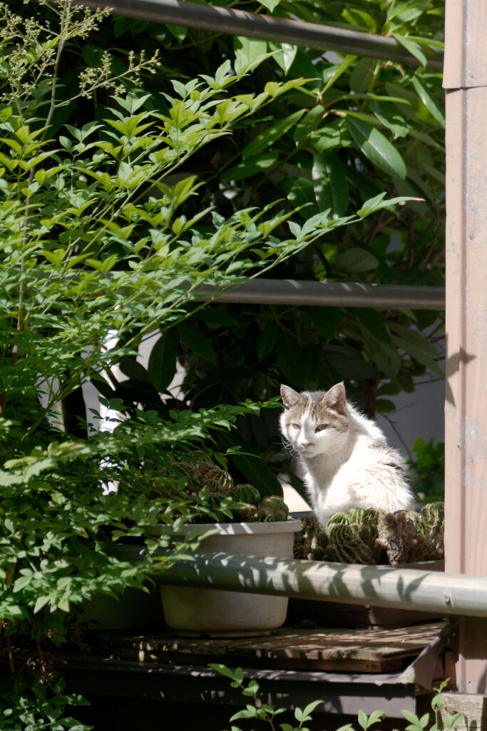 サボテンと猫