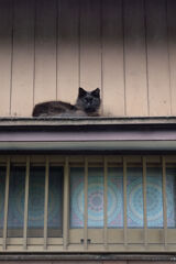 ひさしの猫