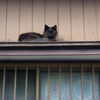 ひさしの猫