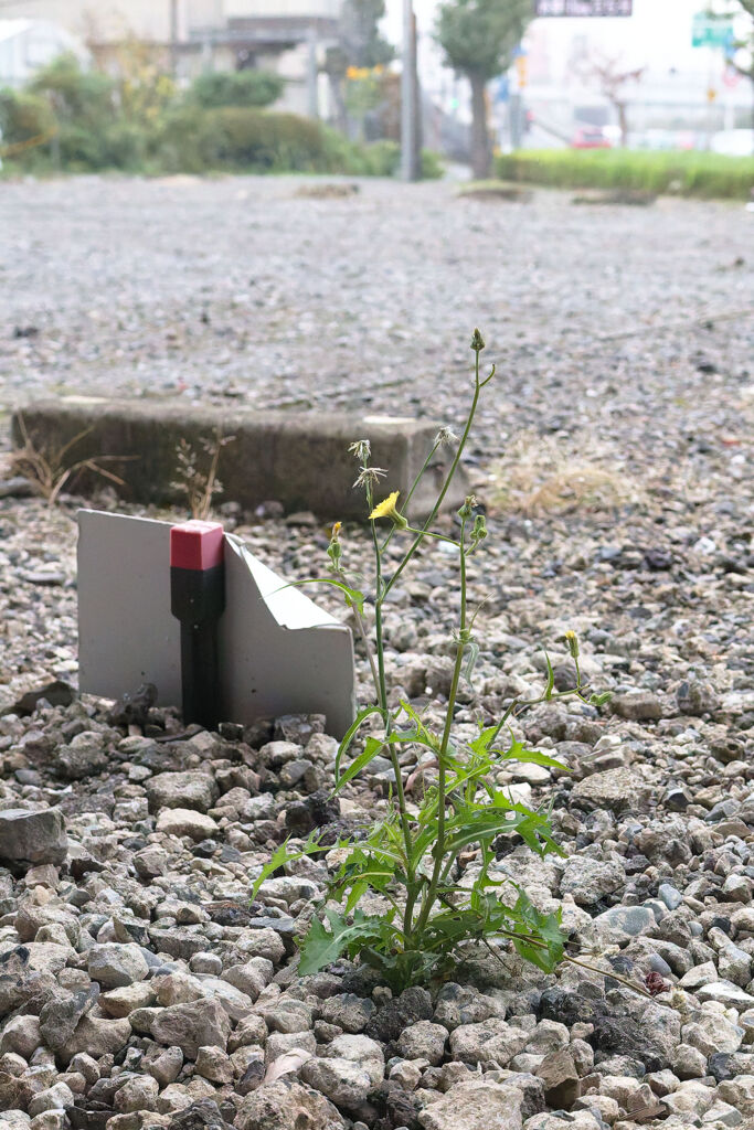 駐車場の片隅
