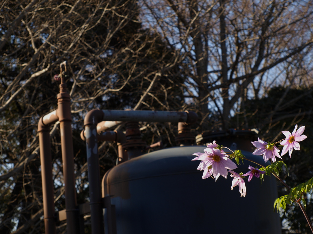 花