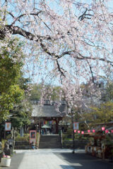 桜まつり