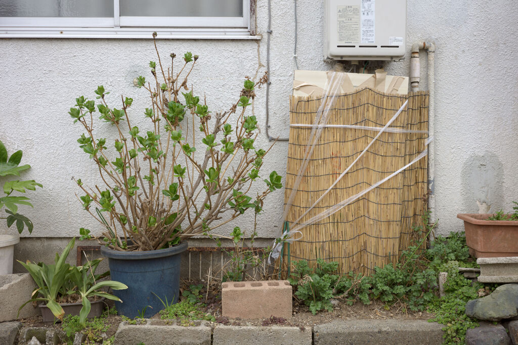 鉢植え