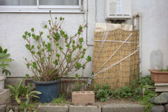 鉢植え