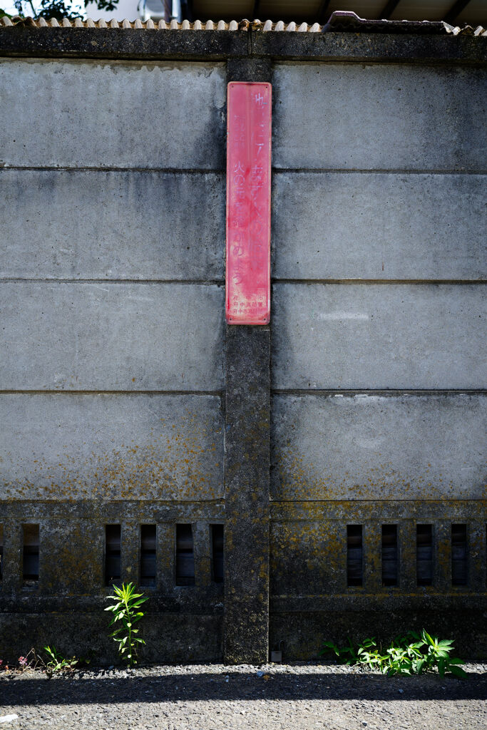 壁ぎわに生える