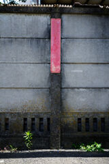 壁ぎわに生える