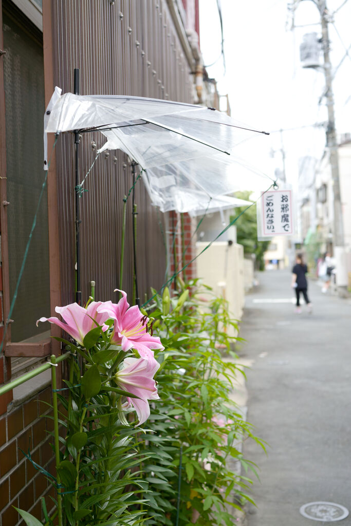 お邪魔でごめんなさい。
