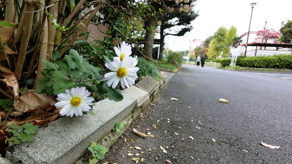 犬の日常_167