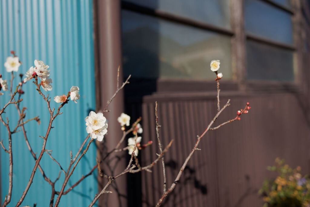 桜