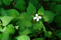 どくだみの花