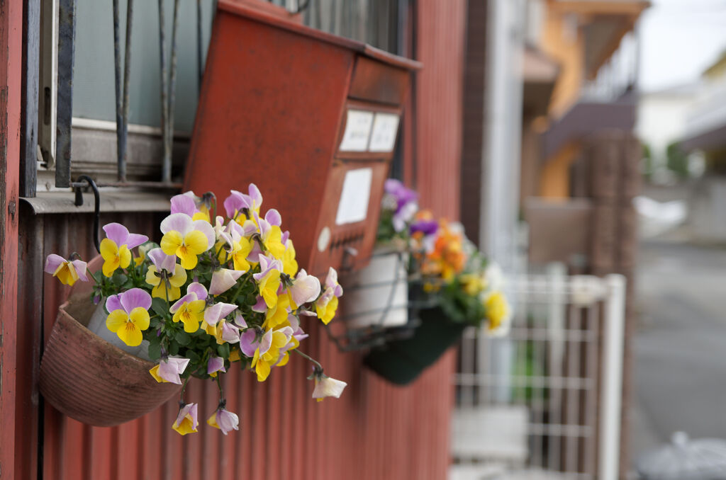 pansy