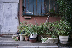 縛る