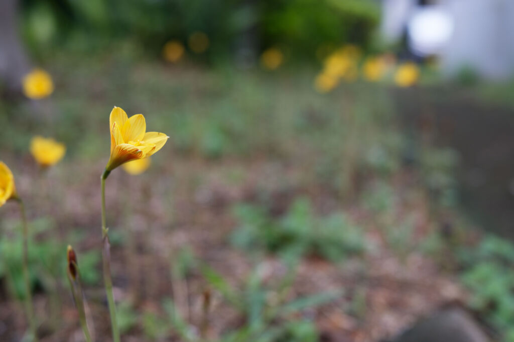 黄色の花