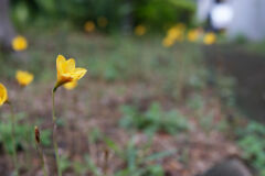 黄色の花