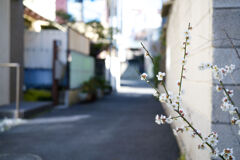 路地の梅