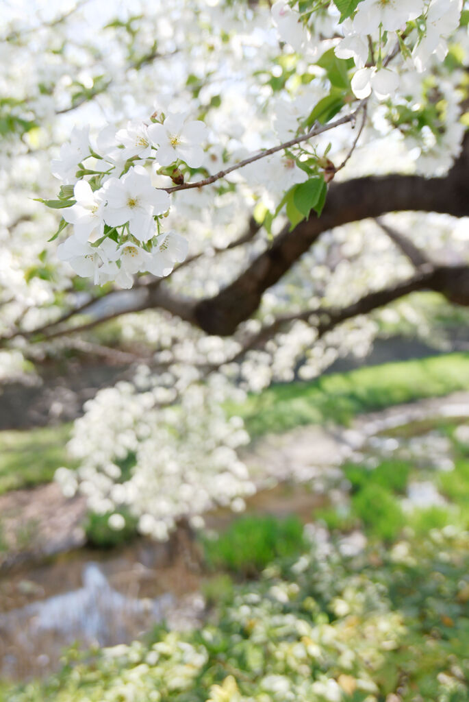 春の小川