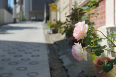 坂道の薔薇