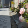 坂道の薔薇