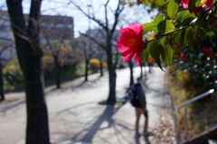 山茶花の咲く道を