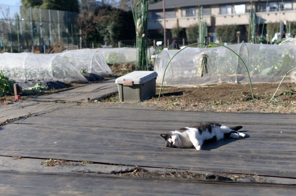畑の猫