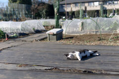 畑の猫