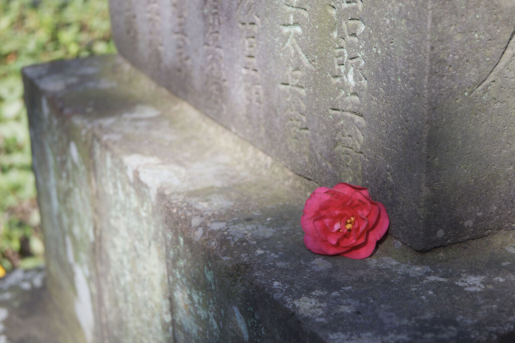 椿