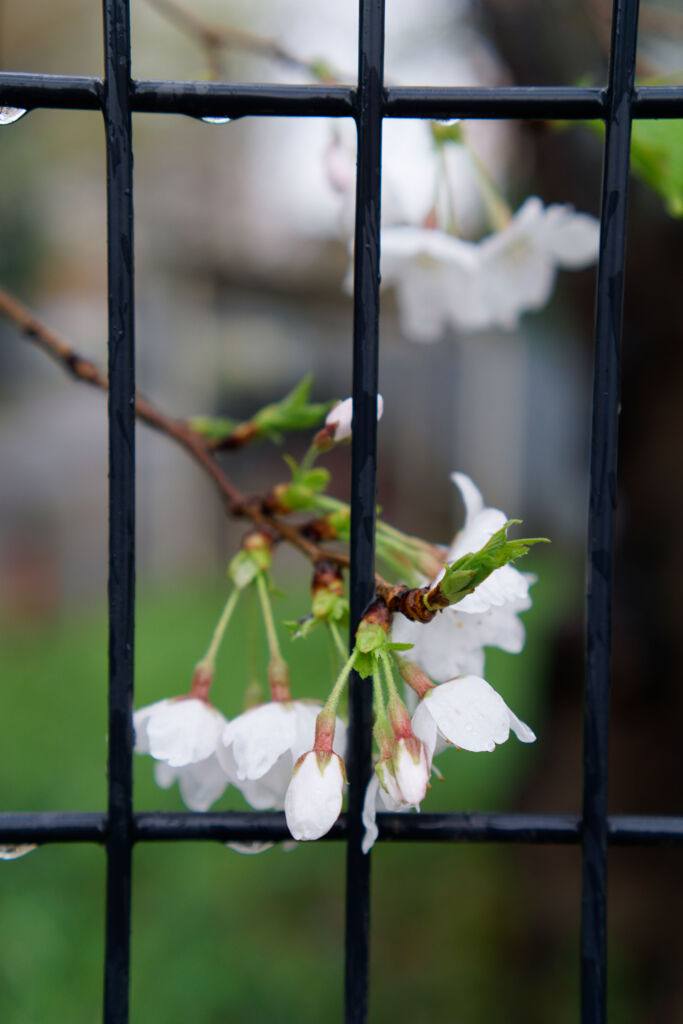 雨桜