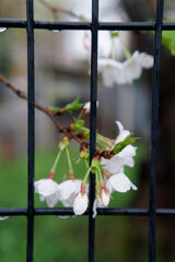 雨桜
