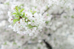 桜咲く