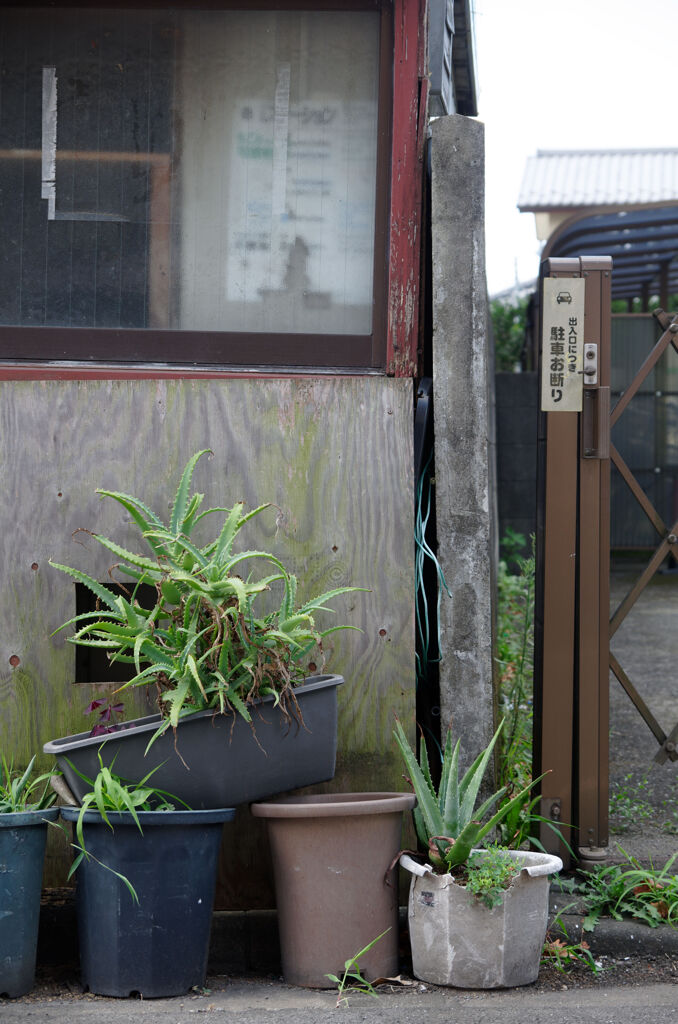 鉢植え達