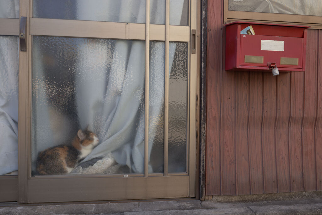 三毛猫