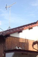 屋根の猫