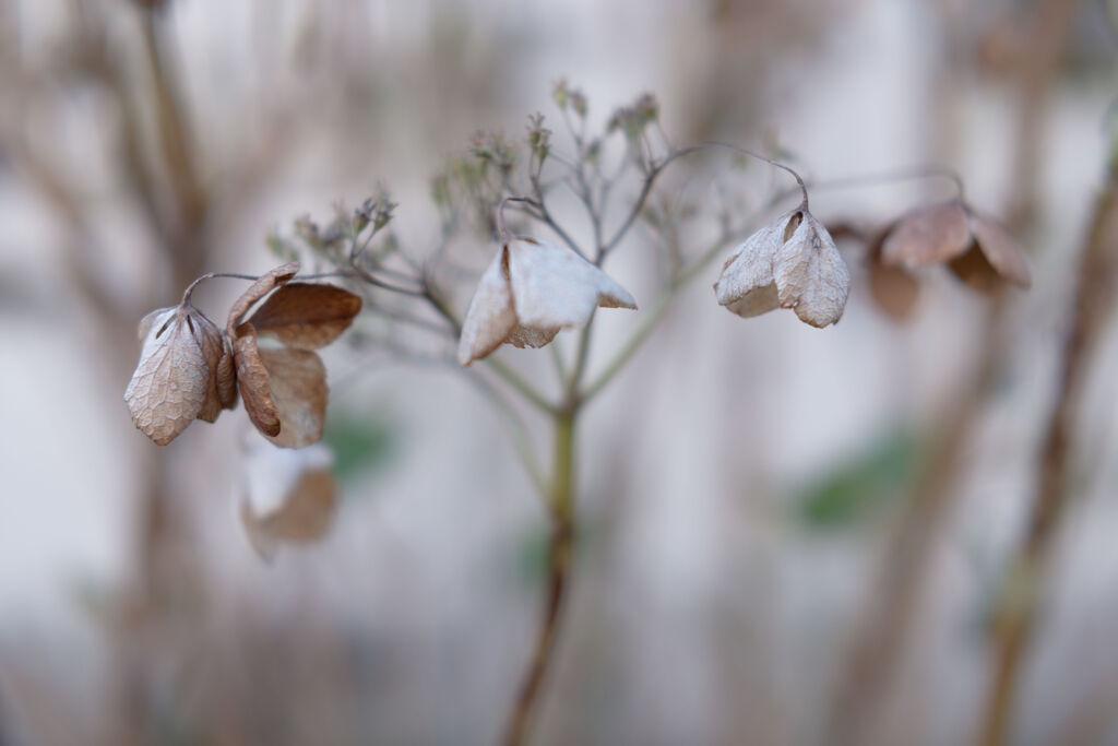 枯紫陽花