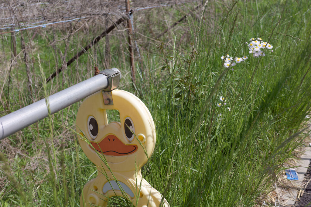 花とアヒル