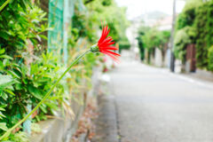 通りに