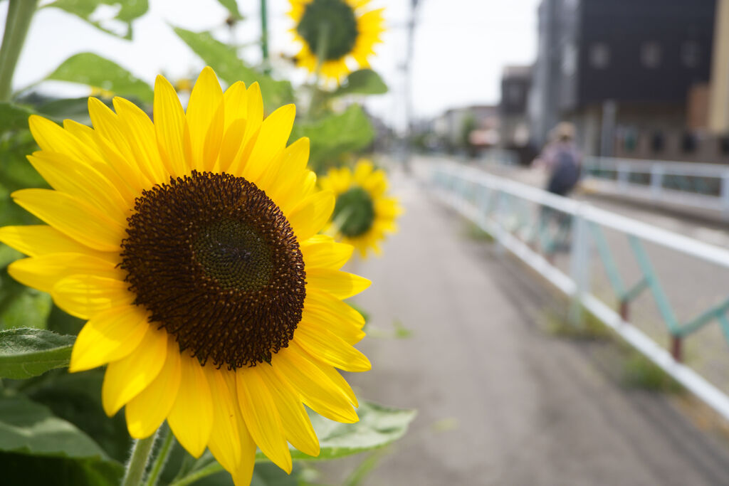 歩道沿いに咲く
