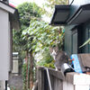 振り返る猫