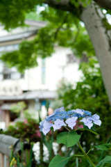 木陰に咲く