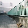 舌出し猫