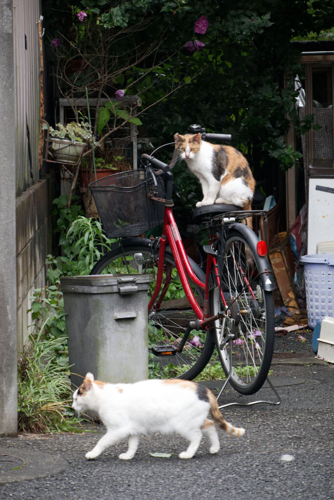 猫と自転車