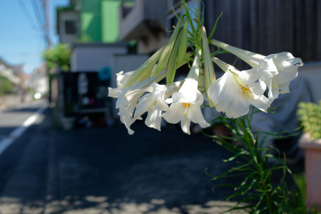 白百合