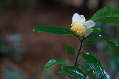 小さく咲く