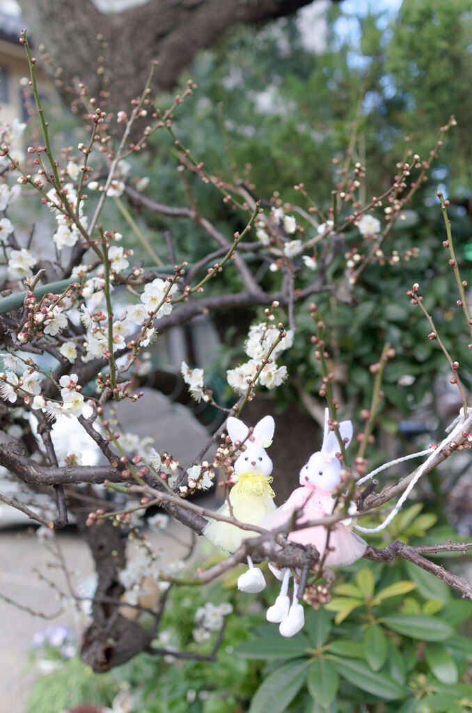 梅にウサギ