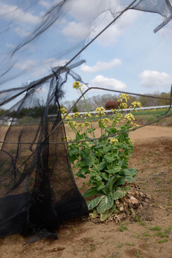 菜の花とネット