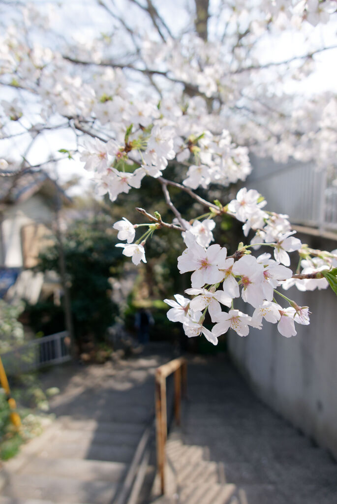 階段のぼれば
