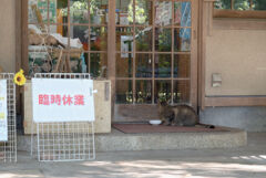 臨時休業なのニャ