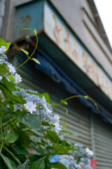 とうふ屋の紫陽花