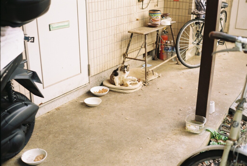 外猫