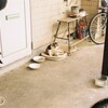 外猫